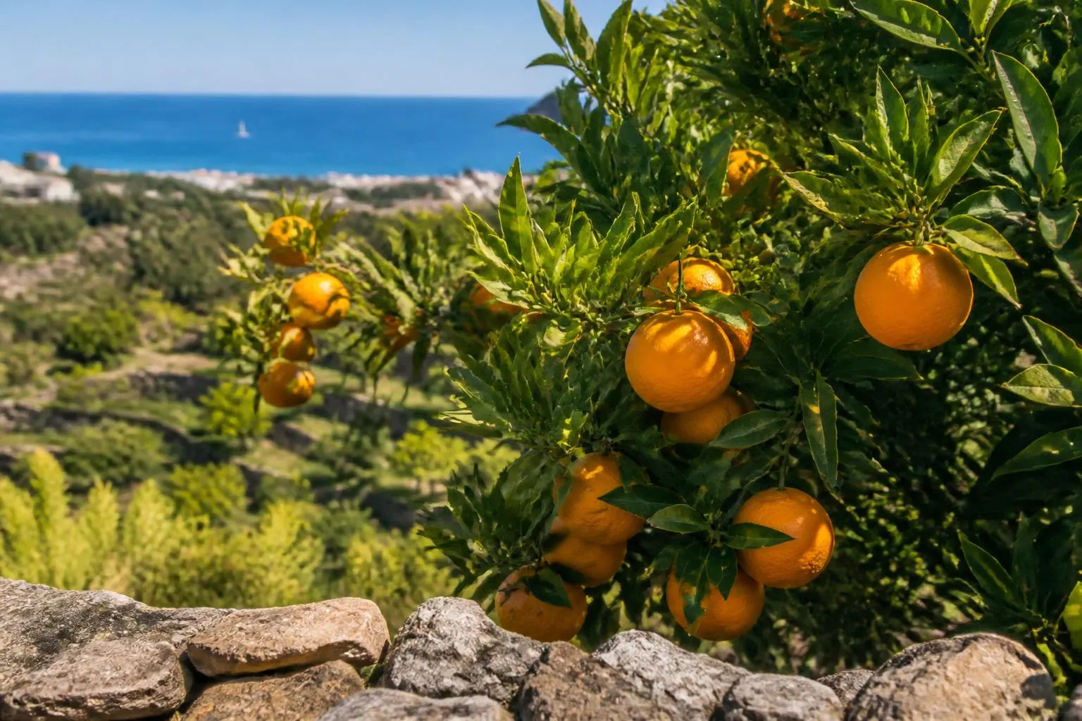Un bigaradier chargé d'oranges amères dans un verger en terrasses au-dessus de Golfe-Juan