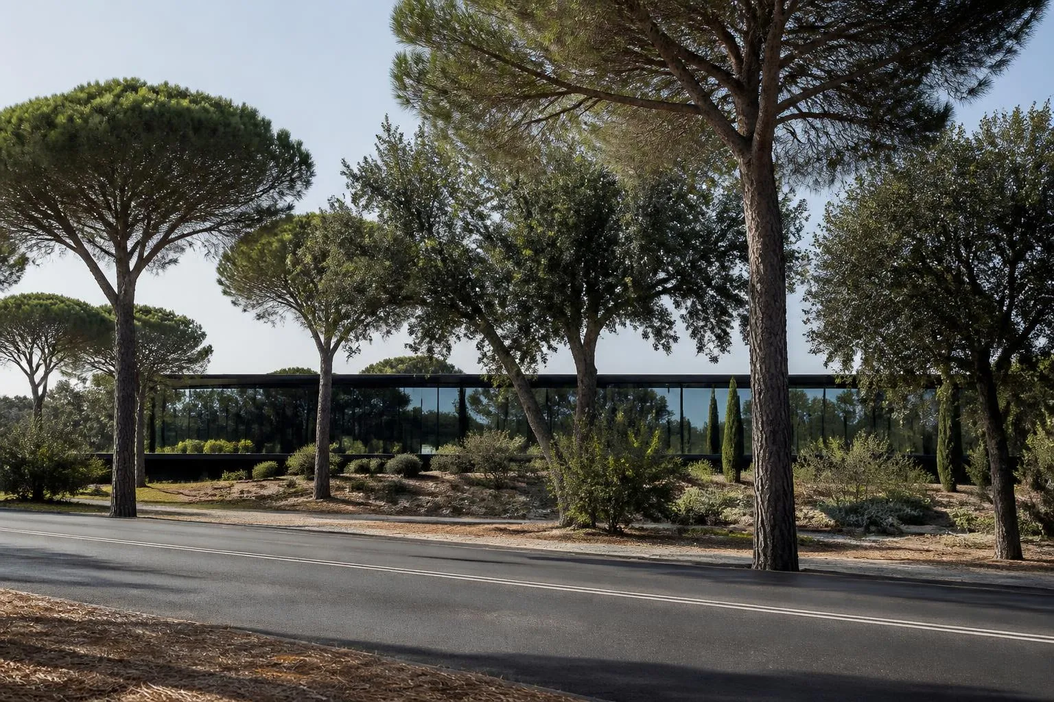 Route bordée de pins parasols entre deux bâtiments bas en verre, dans la technopole de Sophia Antipolis